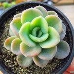 올펫01360(E. Orpet)