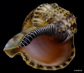 Ask ME for the total invoice at last ; WAIT ! anse d´ainault HAITI. operculum lose dabei. ALEX / 1a-shells. | eBay! | 조개