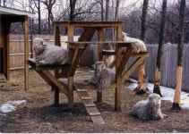 Goats에 관한 17개의 최상의 Pinterest 이미지 | 염소, 농장 및 퍼머컬쳐 Goats