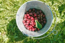 캐나다는 지금 유픽 (U-Pick)시즌 ~ 베리,체리 모두 베리굿! : 네이버 포스트(이미지 포함) | 베리, 음식, 체리