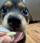 Pin page Pin by 리 on Dogs in 2024 | Dogs, Animals