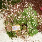 대림원예종묘 농업회사법인(주) - 2021 | 정원 가꾸기, 정원