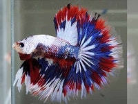 Pin on Betta / 베타