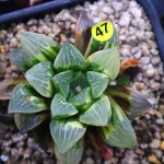 피그마에아금47(variegated) - 다육금(Variegated)