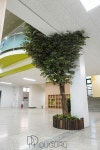 서울 중흥초등학교 , 인조느티나무 artificial trees