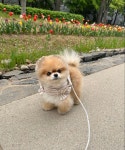 Pin by sujenog g on 귀여움 in 2024 | Pomeranian, Dogs, Doggo