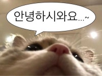 MY TYPE에 있는 805notfound님의 핀 | 웃긴 밈, 귀여운 사랑 밈, 동물 말장난