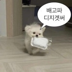 메리에 있는 C /E님의 핀 | 동물 말장난, 웃긴 밈, 동물 밈