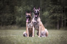 Pin page Dogs에 있는 Sophia님의 핀