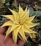 PLANTAS에 관한 373개의 최상의 Pinterest 이미지 | 다육 식물, 화분 키우기 및 식물 PLANTAS