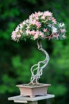 소셜미디어마케팅연구원님의 flower and tree 이미지 | 분재나무, 미니어처 나무, 일본 정원