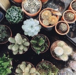 suculentas에 관한 204개의 최상의 Pinterest 이미지 | 다육 식물, 실내용 화초 및 다육식물 suculentas