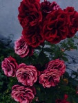 flores에 있는 Kenia Rivas님의 핀