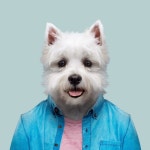 Pin by 장영수 on Photo-Art Brilliance | Animal portraits art, Pop art pet portraits, Pop art animals