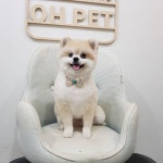 매력적인 눈을 가진 모찌... in 2020 | Animals, Dogs, Husky