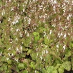 대림원예종묘 농업회사법인(주) - 2021 | 정원 가꾸기, 정원