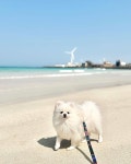 제주에 왔으면 바다는 필수! 이번엔 월정리 해변으로🌊 날씨까지 완벽해서 크림이랑 한참을 파도 소리 들으면서 힐링했어요. 사람이 많지 않아 더... 