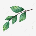나뭇잎 일러스트 수채화 현실적인, 잎, 이파리, 초록 PNG 일러스트 및 PSD 이미지 무료 다운로드 - Pngtree