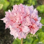 제라늄 블루밍셔벗 (사이즈확인하세요)(Geranium/Pelargonium) - 관엽식물(Foliage)