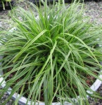 Carex oshimensis EverColor® 'Everlime' Hoffman Nursery Plants | 풀