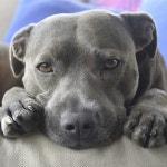 Fur Babies에 관한 24개의 최상의 Pinterest 이미지 | 강아지, 개와 고양이 및 귀여운 개 Fur Babies