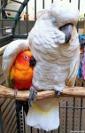 Birds에 관한 86개의 최상의 Pinterest 이미지 | 아름다운 새들, 앵무새 및 애완동물 Birds