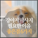 강아지 마사지 필요한이유와 좋은점 6가지 | 2025 펫리코
