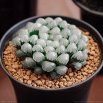 ปักพินโดย 취란 ใน Haworthia