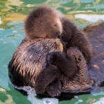 이미미님이 동물에 올린 아이디어 | 수달, 동물