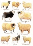 sheep에 관한 168개의 최상의 Pinterest 이미지 | 농장 동물, 시골 생활 및 Softies sheep