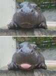 Animales에 관한 42개의 최상의 Pinterest 이미지 Animales