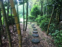 Bamboo forest 대나무숲 아버지의 정원 My father’s garden | 식물, 정원, 대나무