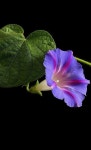 Pin by 김채완 on la belleza de las flores. | Morning glory flowers, Plants, Blue flowers