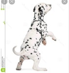 달마시안 Pin by 예승 김 on 개 | Dalmatian puppy, Puppies, Dalmatian