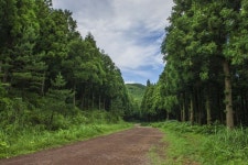 Saryeoni Forest Path(사려니숲길), Jeju , Korea