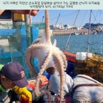 3000원 / 낙지 서해안 자연산 산소포장 당일배송 살아서 가는 궁평항 산낙지 낙지볶음 낙지탕탕이 낚지, 소(100g) 1마리 / | Live... 