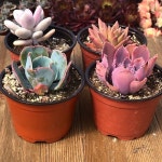 Always creating new plant packs to appease our #succulent #customers  4 inch Rainbow Succulent Collection and so many other packs... 
