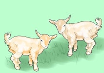 Goats의 최고 인기 이미지 7개 | 염소, 농장 동물 및 농장 Goats