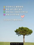 늘 푸른 소나무처럼