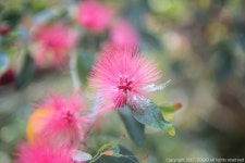 Cosio  손에 남지 않는 깔끔함 코시오  #코시오 #유피토스 #자연주의 #화미주 #미용실 #칼리안드라 #토양정화식물 #꽃 #감성... 