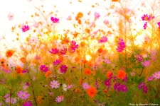Cosmos Color - null | 꽃