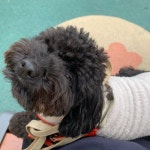 #퇴원 하자 마자 하는 일 코코 동물병원 데려가서 기본케어 #브라벡토 먹이기.수의테크니션이 브라벡토 낼름 잘 받아 먹는... 