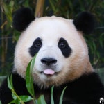 #에버랜드 #판다월드 #푸바오 #아기판다 #세젤귀판다 #세상에서제일귀여운 #판다 #FuBao #panda #pandaworld #everland #canon #5dmark4... 