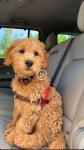 여기에는 몇 가지 방법이 연습 사회적 거리두기 때 당신은 당신의 개를 산책. in 2020 | Stylish dogs, Cute dogs, Dog leash