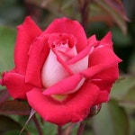 Pin by 성실공인중개사사무소 on flowers