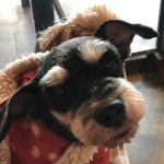 부천헤이독애견카페&호텔&미용&유치원... For see more of fitness life images visit us on our website ! in 2020 | Dogs, Pets... 
