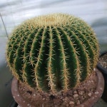 단자금호 Pin de 재정(고저스플라워) 신 em 고저스플라워농장