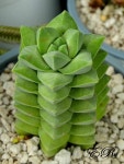 능성다육식물및채소 | Plants에 관한 52개의 최상의 Pinterest 이미지 | 정원 가꾸기, 다육 식물 및 채소 정원 Plants