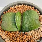 몬스터환엽와우 사이즈좋은묵둥이입니다 안전분째배송 산아래다육이 1162(Gasteria armstrongii) - 아프리카식물(Africa Plant)
