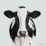 Cattle에 관한 39개의 최상의 Pinterest 이미지 | 농장 동물, 소 및 농장 Cattle